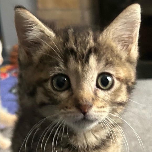 Meet your Posher, Elle - Picture 1 of 1